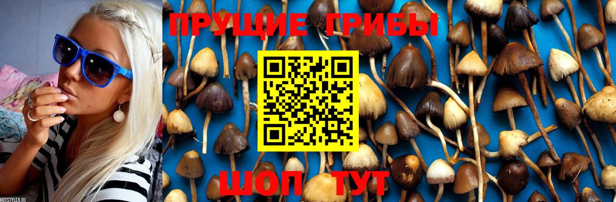 Медногорск  Галлюциногенные грибы GOLDEN TEACHER  Вход с VPN 